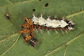 Image result for Polygonia c-album