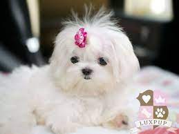 maltese the dog i am getting soon maltese puppy maltese dogs cute dog pictures