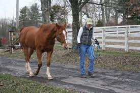 To lunge a horse properly means that your horse moves around you in a controlled manner in a circle on remember that no matter how careful you are accidents can always happen. No Fear Training A Horse Through Relaxation Horse Nation