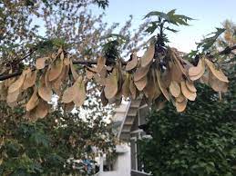 How can i get rid of them? Helicopters Of Horror Could Soon Be Raining Down In Your Yard Inspired Living Omaha Com