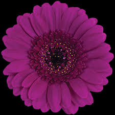 Image result for Gerbera