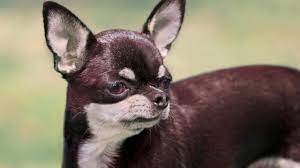 Nomes Para Cachorro Chihuahua Nomesparacachorros Info