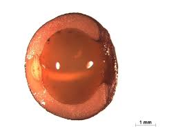 Image result for Galium scabrellum