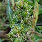 Image result for Pentanisia