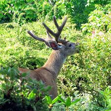Some plants that say deer resistant are not 100% you'll have to test for your specific area and deer. 15 Deer Resistant Plants Finegardening
