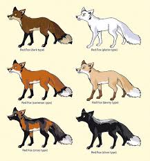 Colour Variations Of The Red Fox Vulpes Vulpes Fox Breeds Animals Red Fox