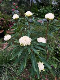 Image result for Telopea