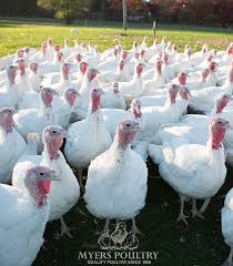 Check spelling or type a new query. Broad Breasted White Turkeys For Sale Myers Poultry