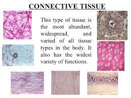 When it comes to cell type, the cells found in connective tissues depends on the type of tissue they support. Connective Tissue
