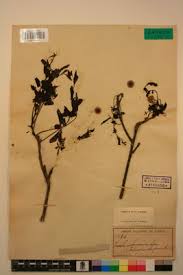 Image result for Zanha golungensis