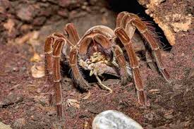 La Tarantola Come Animale Domestico Consigli Cura E Specie