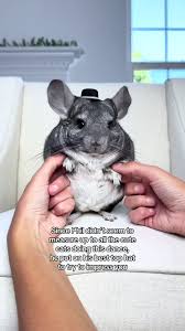 Image result for Chinchilla 1970 Audi