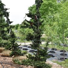 Image result for Chamaecrista gracilior