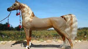 الخيل العربي الأصيل أجمل الخيول في العالم تربية الحصان العربي الأصيل horses beautiful horses most beautiful horses