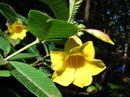 Image result for Allamanda schottii