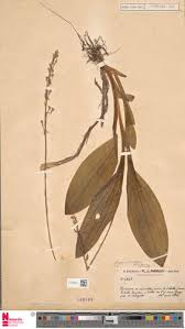 Image result for Liparis nervosa