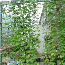 Discover the plant that best suits your garden. Durable Nylon Trellis Net Garden Netting Plant Support For Climbing Plants Shopee Malaysia