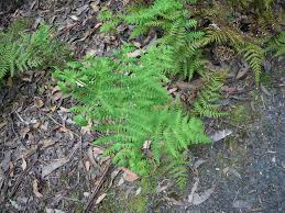 Image result for Histiopteris incisa