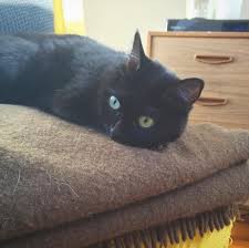 4.3 out of 5 stars. 8 Things Nobody Tells You About Owning A Cat Tlc Interiors