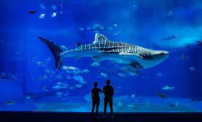 We Re In Okinawa Japan With The Whale Sharks Here Are Tane And Olya Watching The Amazing Beast Float Over Them I Want Everyone Amazing Beasts Whale Okinawa