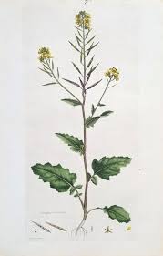 Image result for Sinapis arvensis