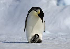 If you want help with international characters, you can call up an alphabet chart to use for cutting and pasting letters that. Arctic Penguins