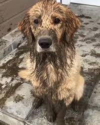The golden retriever and the german shepherd are mixed together to make the golden shepherd. Newborn Golden Retriever Puppy Imitates Owner S Howl Jukin Media Inc