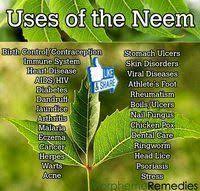 What Is Neem Used For Why Should I Use Neem Neem Neem Benefits Health