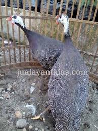 Ayam Mutiara Dewasa Sepasang Ayam