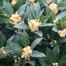 Image result for bay leaf bush foto