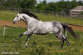 Avatar Thoroughbred Dapple Grey Horses Horses Thoroughbred Horse