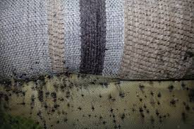 Griffin pest solutions has been providing exceptional pest solutions to michigan's lower peninsula since 1929. Griffin S Pest Control Is No Exception