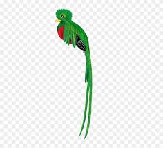 quetzal bird animal cute drawing tropical forest el quetzal de guatemala png transparent png 443x720 4071057 pngfind quetzal bird animal cute drawing
