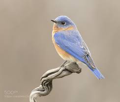Blue Bird With White Ring Around Neck Eastern Bluebird Male By Elizabethe Eastern Bluebird Blue Bird Animals