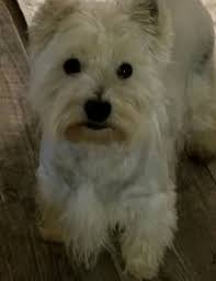 Ne atlanta ga westie puppies. West Highland White Terrier Westie Rescue Dogs For Adoption Near West Jefferson Ohio Petcurious