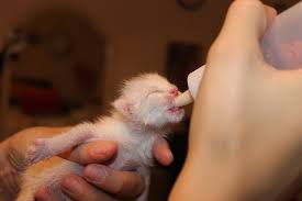 Supaya bayi kucing yang baru lahir tersebut dapat tumbuh dengan sehat dan cepat besar. 13 Susu Yang Sesuai Untuk Anak Kucing Baru Lahir Beserta Gambarnya Hobinatang