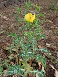 Image result for Argemone mexicana