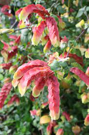 Justicia Brandegeeana Or Shrimp Plant Likes Bright To Moderate Light Avoiding Hottest Sun Of The Day Warm Temps Avoiding Plants Habitat Garden Gardening Blog