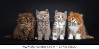 The coat colour has markings of a warm pinkish grey, while the ground colour is a pale silvery lilac. Creme Lilac White British Shorthair Cat On Black Stock Photo C Nynke Van Holten 9944794 Stockfresh