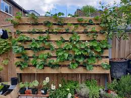 Apply 1 pound of compost per 1 square foot of soil before. Urban Garden Project How To Grow Strawberries Vertically Serena Lee