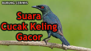 Berikut beberapa penjelasan tentang perbedaan cucak ijo jantan dan betina yang dapat diketahui dari. Suara Kicauan Burung Cucak Keling Gacor Buat Masteran Youtube