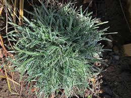 Image result for Ficinia