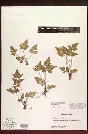 Image result for Asplenium pumilum