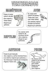 Animales que respiran por la piel. 25 Ideas De Fichas De Ciencias Naturales Ciencias Naturales Ciencias De La Naturaleza Ciencia Natural