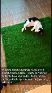 Yang terpenting adalah untuk mengetahui bahwa vaksin kucing terbagi menjadi tiga jenis, yakni tricat, tetracat, dan vaksin rabies. The Kampungs Beitrage Facebook