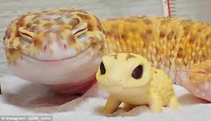 Barts for a family holiday. Gecko Goes Viral For Smiling At Toy Who Looks Like Him Daily Mail Online