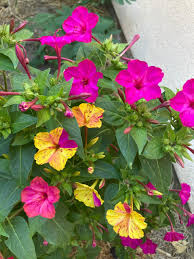 Image result for Mirabilis jalapa