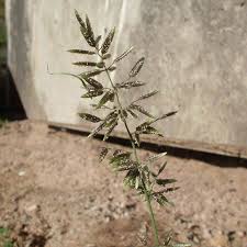 Image result for Eragrostis flavicans