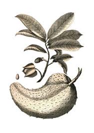 Image result for Annona muricata