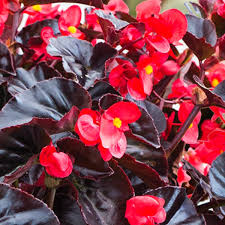 Image result for Begonia poculifera